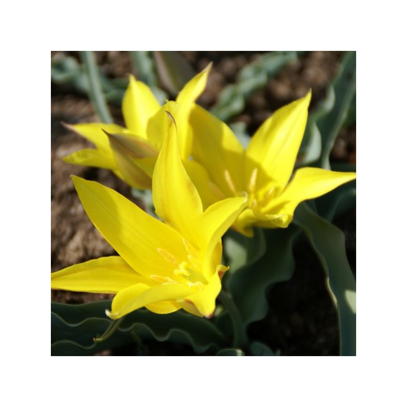 Tulipa kolpakowskiana Tulipa kolpakowskiana