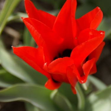 Tulipa ingens Tulipa ingens
