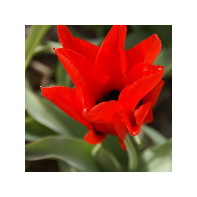 Tulipa ingens Tulipa ingens