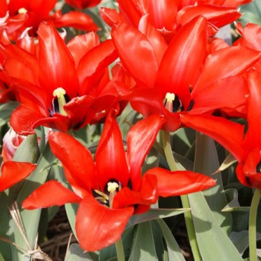 Tulipa ingens Tulipa ingens