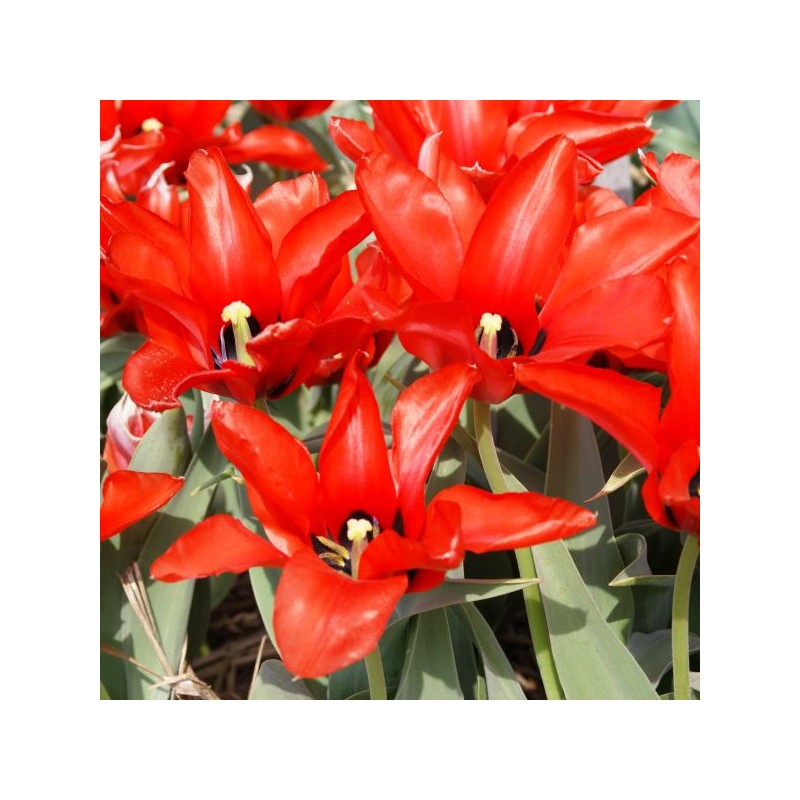 Tulipa ingens Tulipa ingens