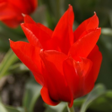 Tulipa ingens Tulipa ingens