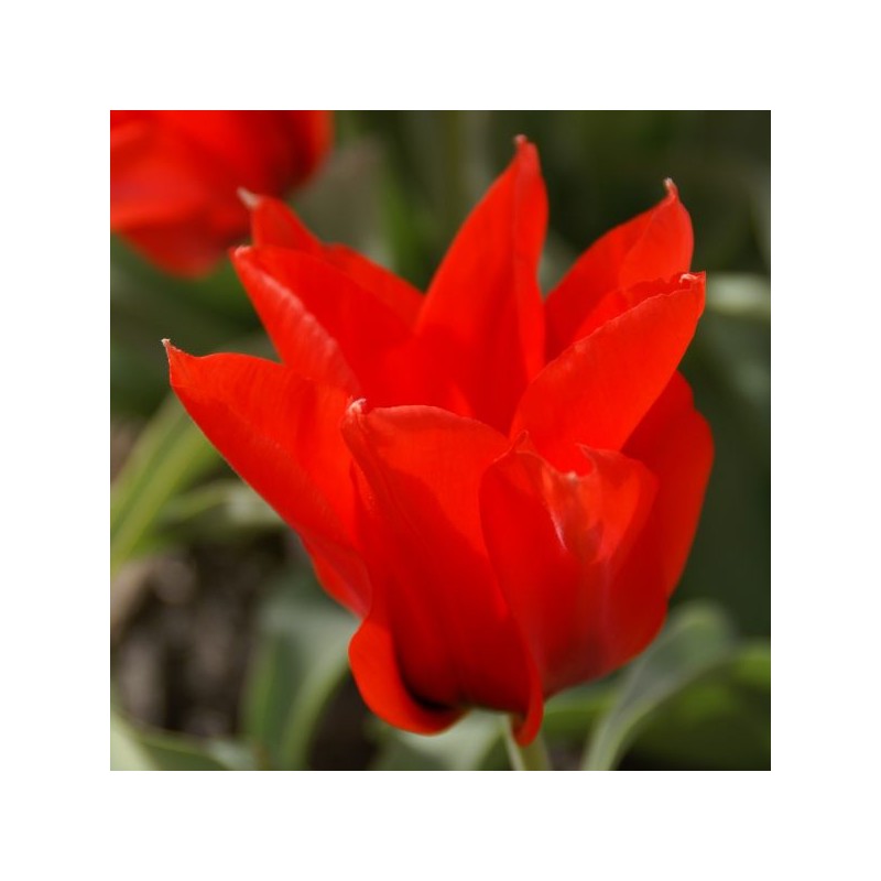 Tulipa ingens Tulipa ingens