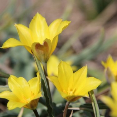 Tulipa iliensis Tulipa iliensis