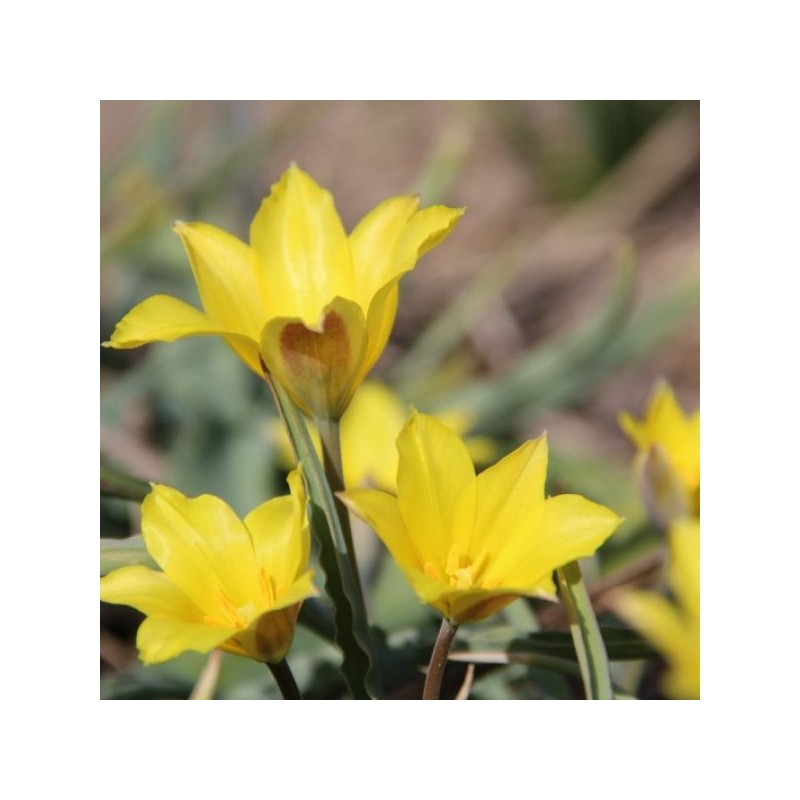 Tulipa iliensis Tulipa iliensis