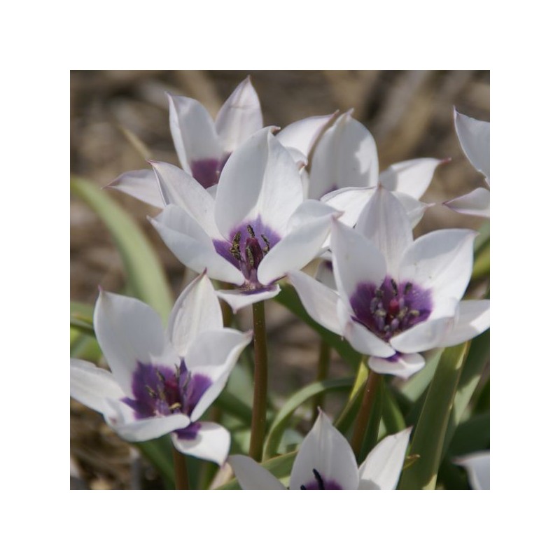 Tulipa humilis var. pulchella 'Alba Caerulea Oculata' Tulipa humilis var. pulchella 'Alba Caerulea Oculata'