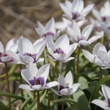 Tulipa humilis var. pulchella 'Alba Caerulea Oculata' Tulipa humilis var. pulchella 'Alba Caerulea Oculata'