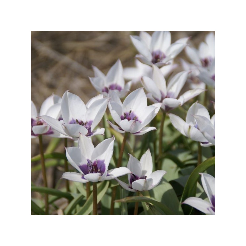 Tulipa humilis var. pulchella 'Alba Caerulea Oculata' Tulipa humilis var. pulchella 'Alba Caerulea Oculata'