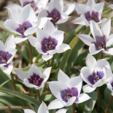 Tulipa humilis var. pulchella 'Alba Caerulea Oculata' Tulipa humilis var. pulchella 'Alba Caerulea Oculata'