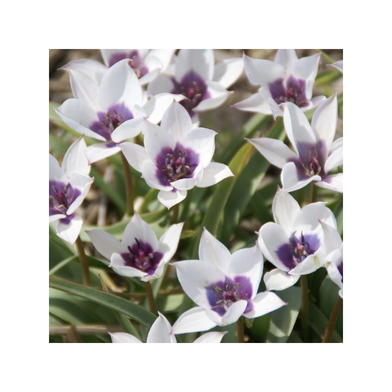 Tulipa humilis var. pulchella 'Alba Caerulea Oculata' Tulipa humilis var. pulchella 'Alba Caerulea Oculata'