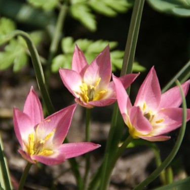 Tulipa aucheriana Tulipa aucheriana