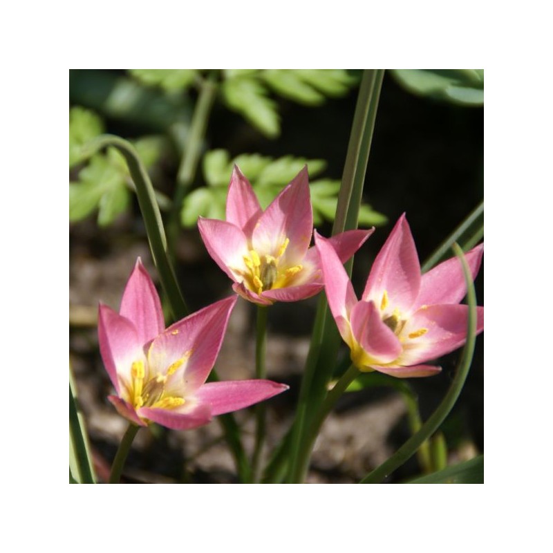 Tulipa aucheriana Tulipa aucheriana
