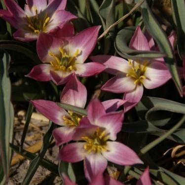 Tulipa aucheriana Tulipa aucheriana