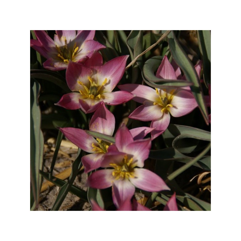 Tulipa aucheriana Tulipa aucheriana