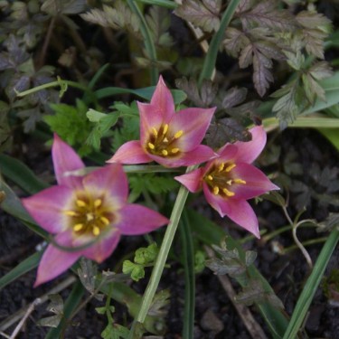 Tulipa aucheriana Tulipa aucheriana