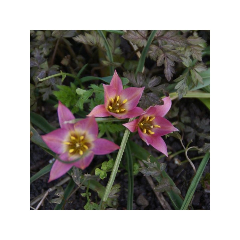 Tulipa aucheriana Tulipa aucheriana