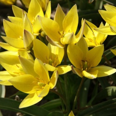 Tulipa tetraphylla