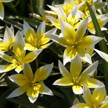 Tulipa tarda Tulipa tarda