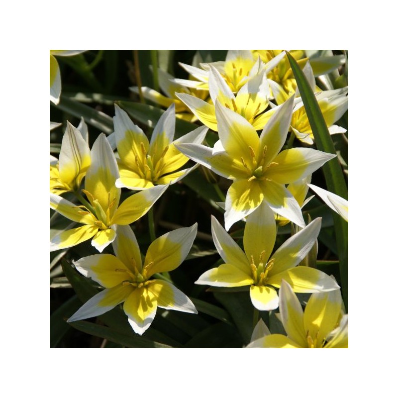 Tulipa tarda Tulipa tarda