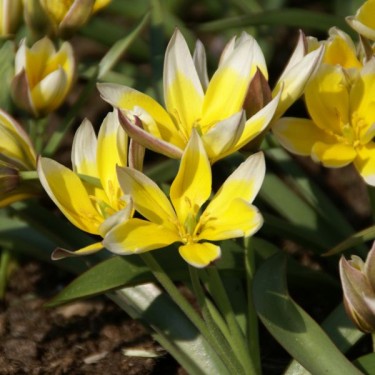 Tulipa tarda Tulipa tarda