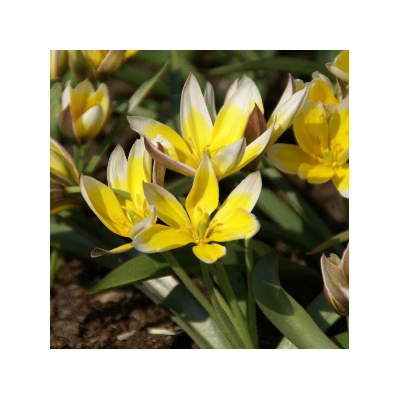 Tulipa tarda Tulipa tarda