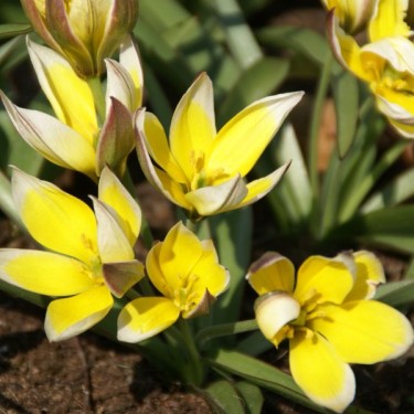 Tulipa tarda Tulipa tarda