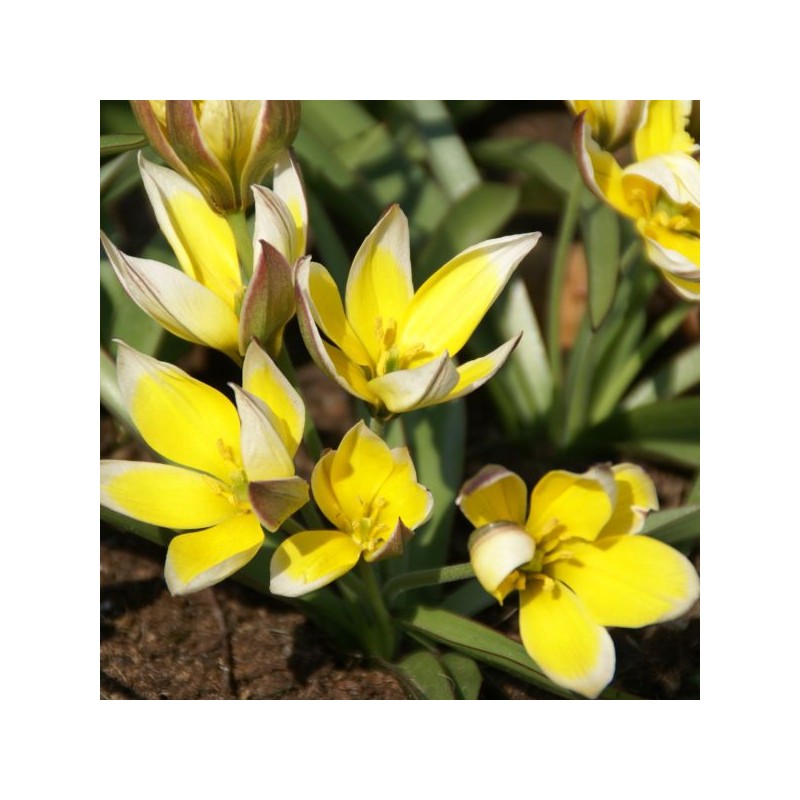 Tulipa tarda Tulipa tarda