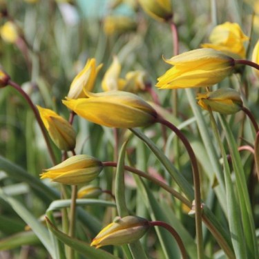 Tulipa sylvestris Tulipa sylvestris