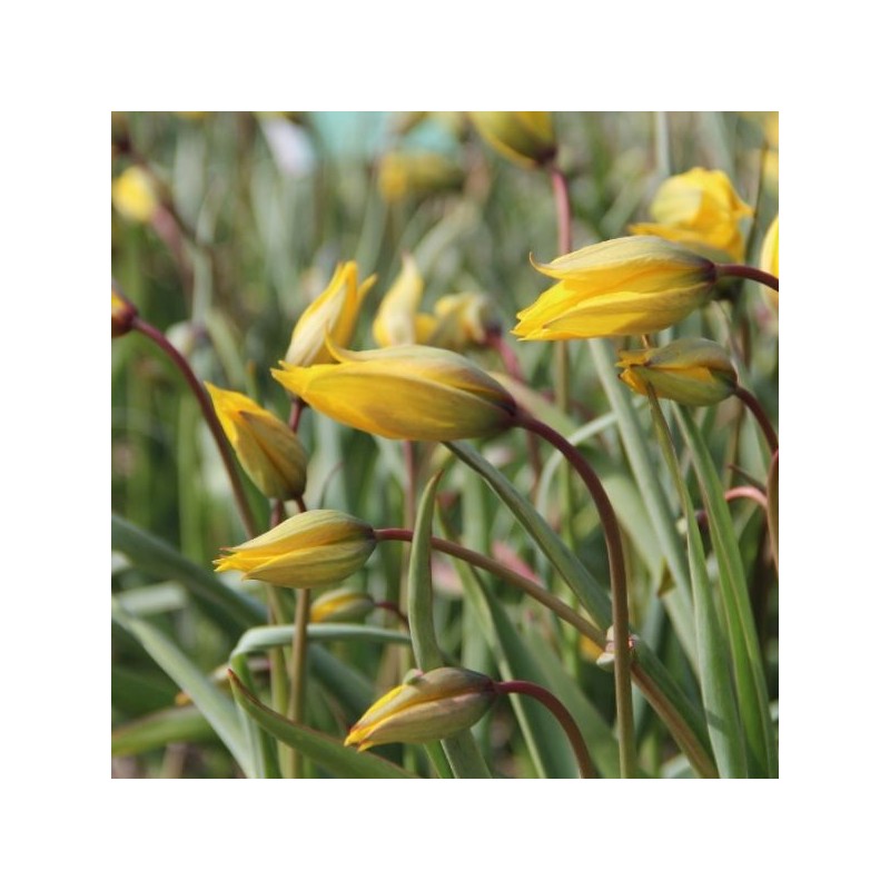 Tulipa sylvestris Tulipa sylvestris