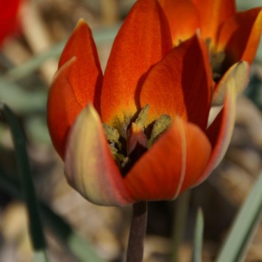 Tulipa whittallii Tulipa whittallii