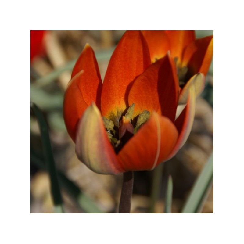 Tulipa whittallii Tulipa whittallii