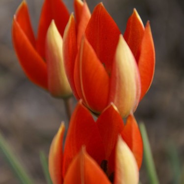 Tulipa whittallii Tulipa whittallii