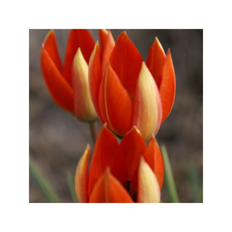 Tulipa whittallii Tulipa whittallii
