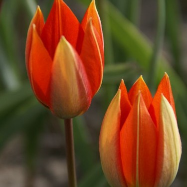 Tulipa whittallii Tulipa whittallii