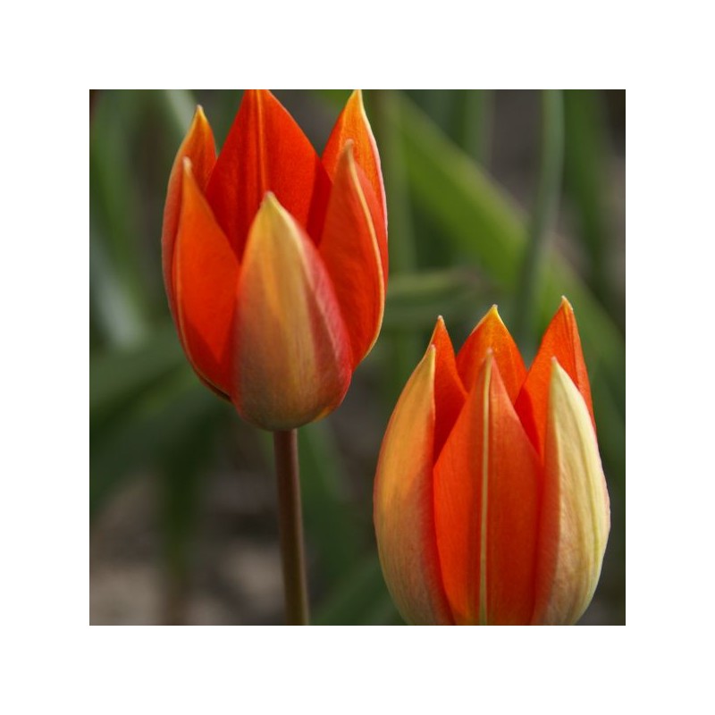Tulipa whittallii Tulipa whittallii