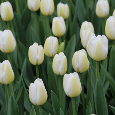 Tulipa 'Angel's Wish' Tulipa 'Angel's Wish'