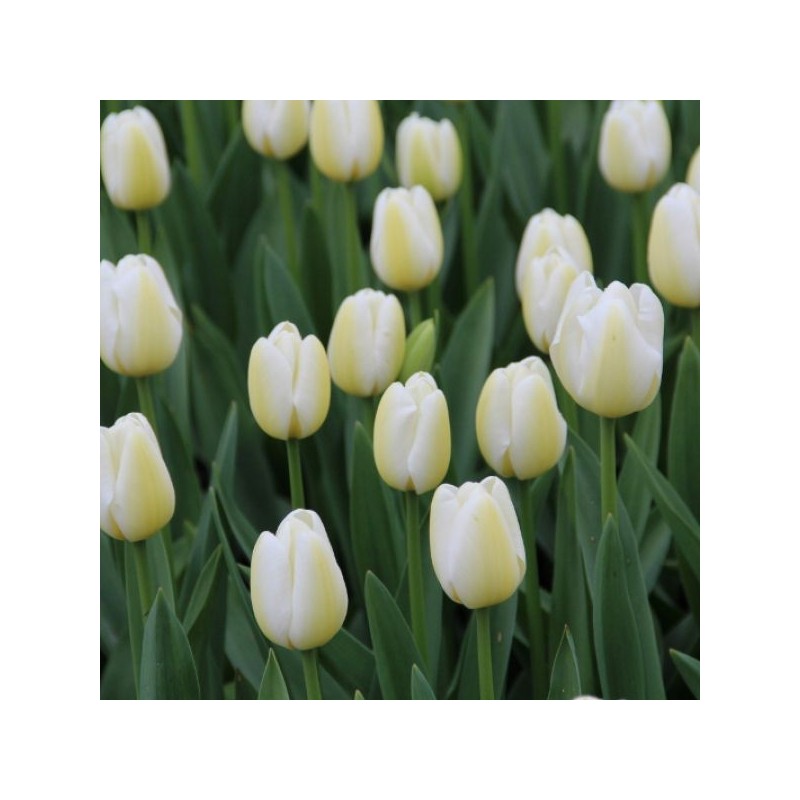 Tulipa 'Angel's Wish' Tulipa 'Angel's Wish'