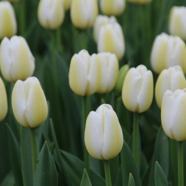 Tulipa 'Angel's Wish' Tulipa 'Angel's Wish'