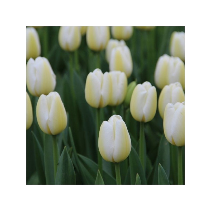 Tulipa 'Angel's Wish' Tulipa 'Angel's Wish'