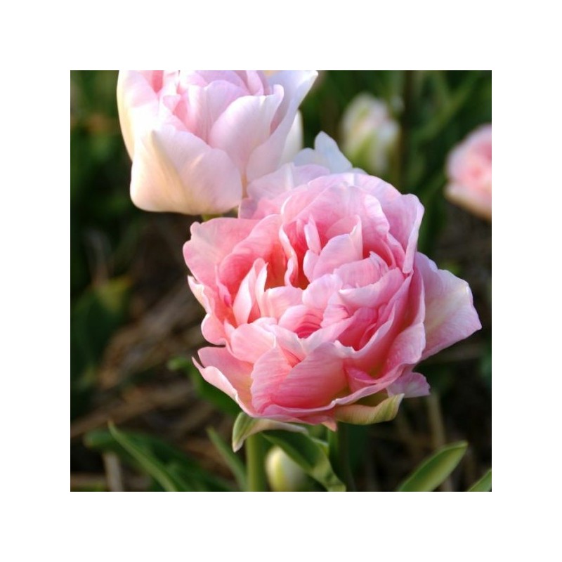 Tulipa 'Angélique'