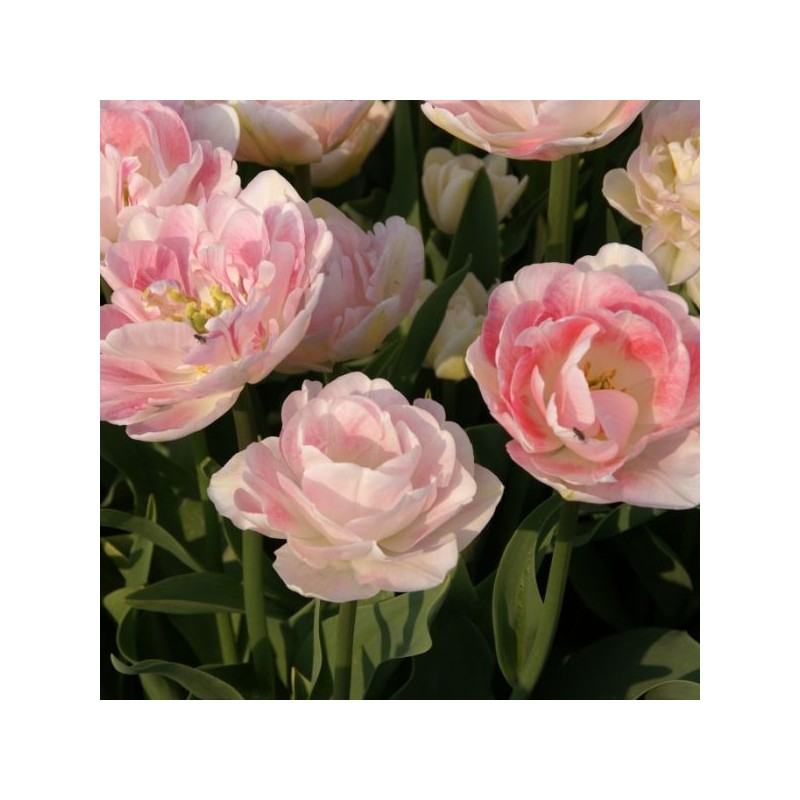 Tulipa 'Angélique'