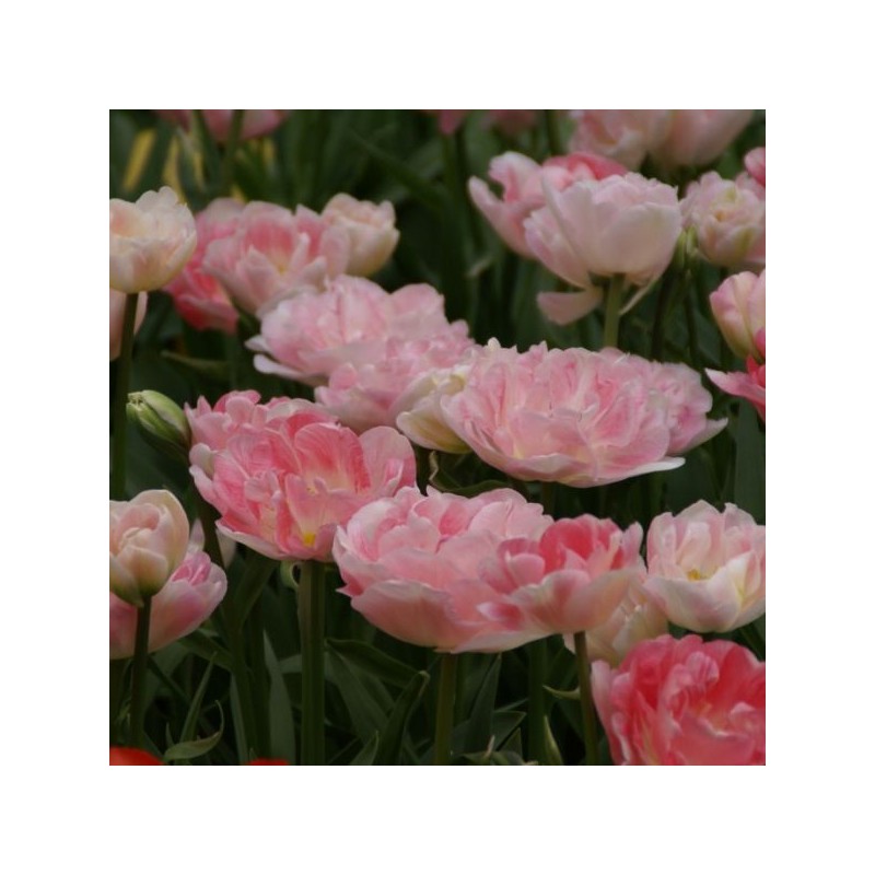 Tulipa 'Angélique'