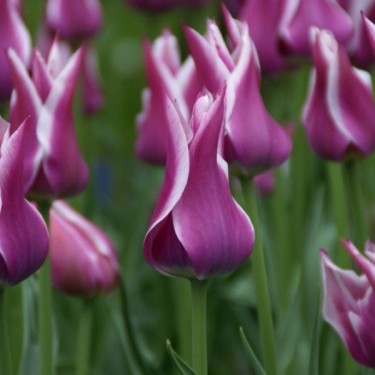 Tulipa 'Ballade' Tulipa 'Ballade'