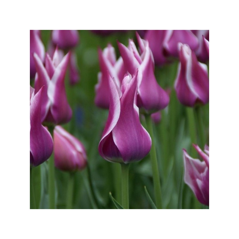 Tulipa 'Ballade' Tulipa 'Ballade'