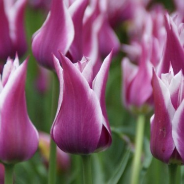 Tulipa 'Ballade' Tulipa 'Ballade'