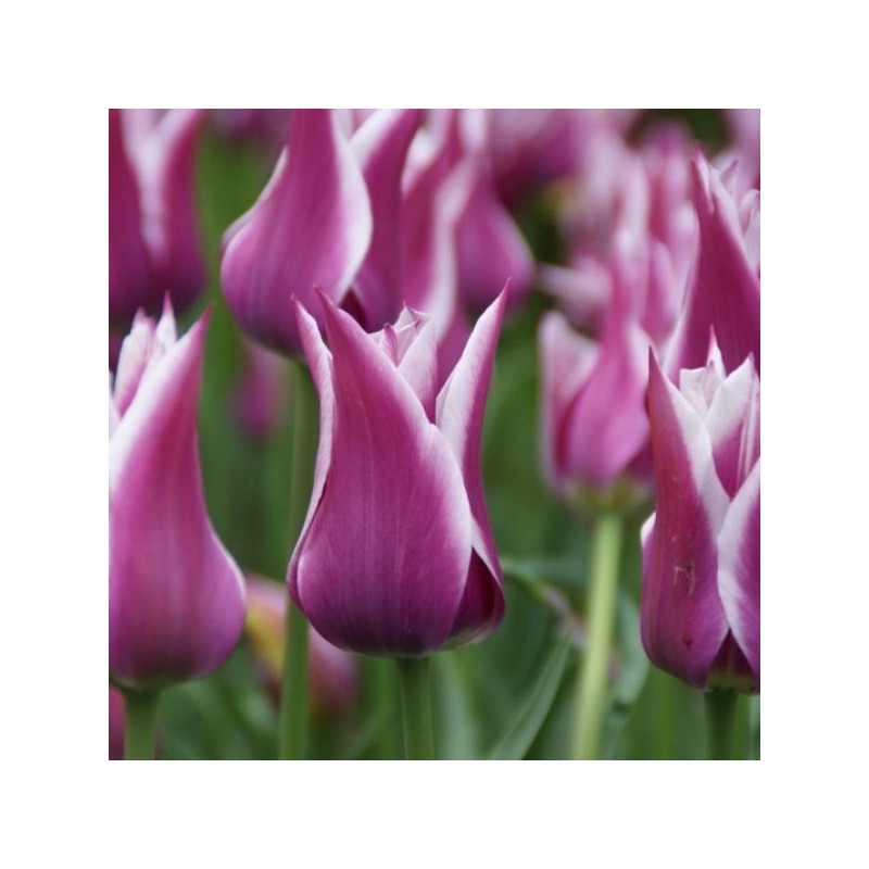 Tulipa 'Ballade' Tulipa 'Ballade'