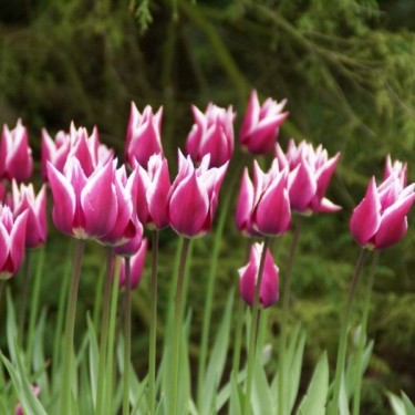 Tulipa 'Ballade' Tulipa 'Ballade'