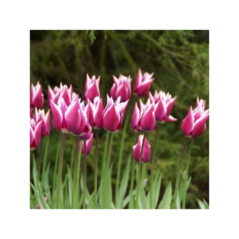 Tulipa 'Ballade' Tulipa 'Ballade'