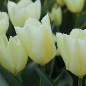 Tulipa 'Purissima'