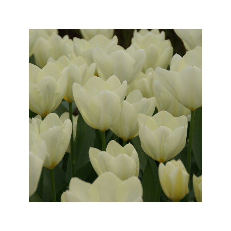 Tulipa 'Purissima'